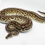 3148 0.1 SPOTNOSE CINNAMON FIRE PASTEL HET CLOWN (Proven breeder)