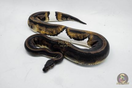 3186 0.1 GHI LEOPARD PIEBALD