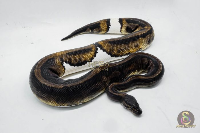 3186 0.1 GHI LEOPARD PIEBALD - Image 2