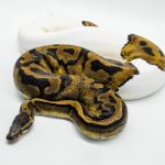 4034 0.1 LEOPARD PIEBALD