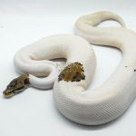 4054 1.0 SPOTNOSE PIEBALD PROBABLE LEOPARD