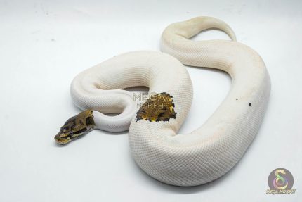4054 1.0 SPOTNOSE PIEBALD PROBABLE LEOPARD