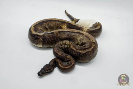 4061 1.0 SUPER GHI PIEBALD