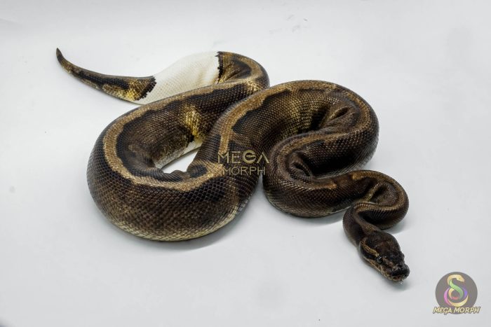 4061 1.0 SUPER GHI PIEBALD - Image 2