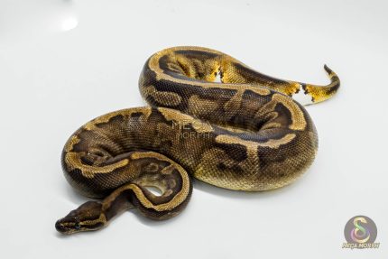 4062 0.1 SUPER GHI PIEBALD