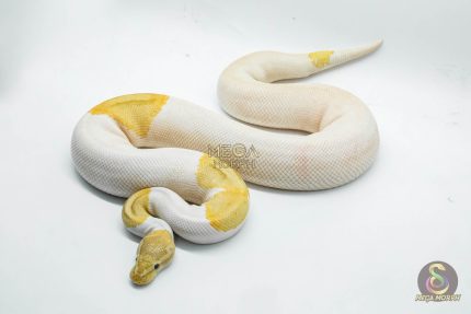 4145 1.0 BANANA PINTO PIEBALD