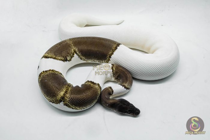 4155 0.1 GHI MOJAVE PIEBALD - Image 2