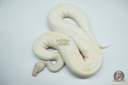 4161 0.1 IVORY PIEBALD (Proven breeder)