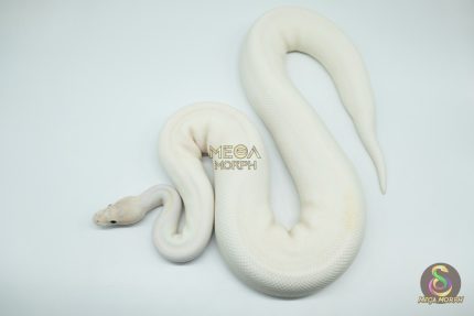 4166 0.1 IVORY PIEBALD