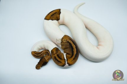 4181 0.1 PINTO PIEBALD