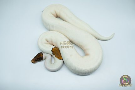 4183 0.1 PINTO PIEBALD (Proven breeder)