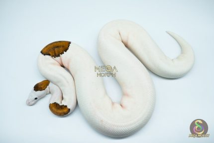 4186 0.1 PINTO PIEBALD WHITE HEAD