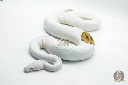 4187 1.0 PINTO PIEBALD WHITE HEAD