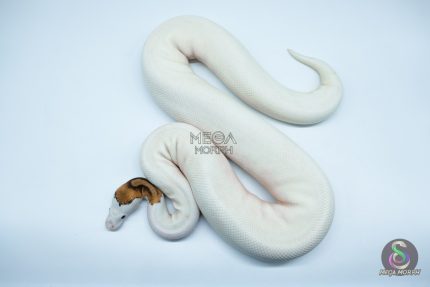 4191 0.1 PINTO PIEBALD WHITE HEAD (Proven breeder)