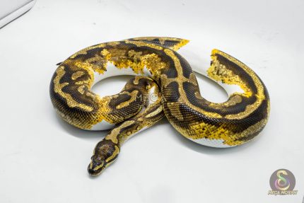 4204 0.1 YELLOW BELLY GENE X PIEBALD (Proven breeder)