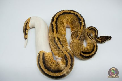 4212 0.1 PASTEL GRAVEL OR YELLOW BELLY PIEBALD