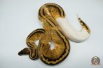 4212 0.1 PASTEL GRAVEL OR YELLOW BELLY PIEBALD - Image 3