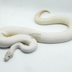 4250 1.0 IVORY PIEBALD POSSIBLE LEOPARD