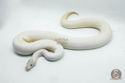 4250 1.0 IVORY PIEBALD POSSIBLE LEOPARD