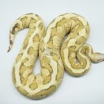 4262 0.1 VANILLA CREAM HET CLOWN