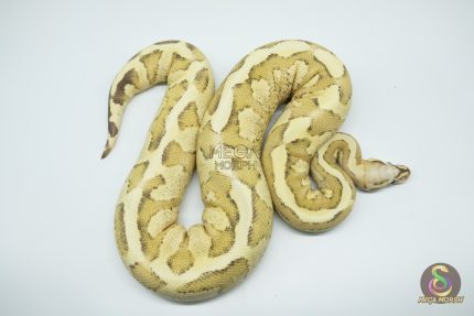 4262 0.1 VANILLA CREAM HET CLOWN