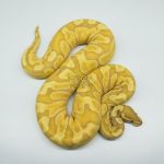 4272 0.1 BANANA GHI ENCHI HYPO OR HET HYPO (Proven breeder)