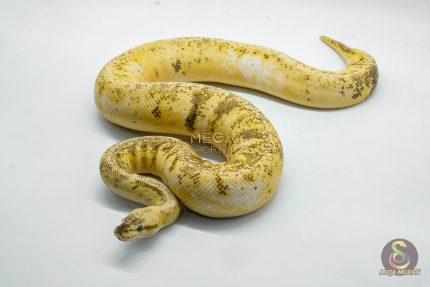 4275 0.1 SUPERBLAST SUGAR HET DESERT GHOST