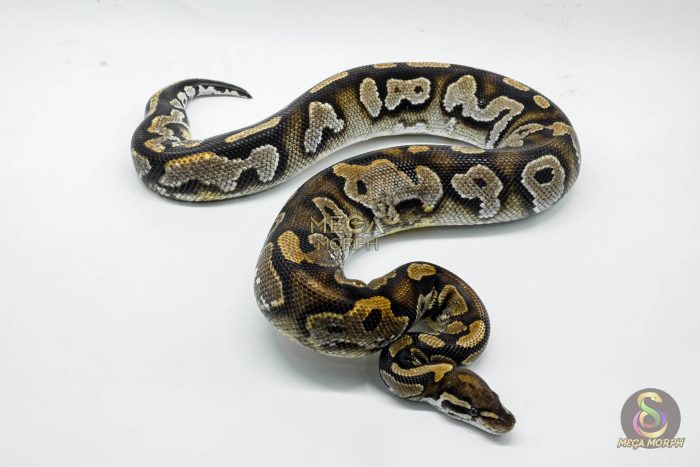 4276 0.1 BLACKHEAD MOJAVE YELLOW BELLY - Image 2