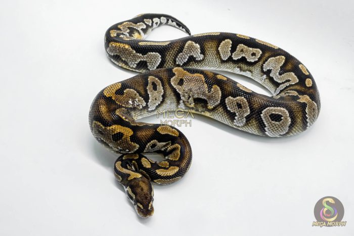 4276 0.1 BLACKHEAD MOJAVE YELLOW BELLY - Image 3