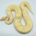 4281 0.1 BANANA ENCHI FIRE ORANGE DREAM OR SUPER ORANGE DREAM