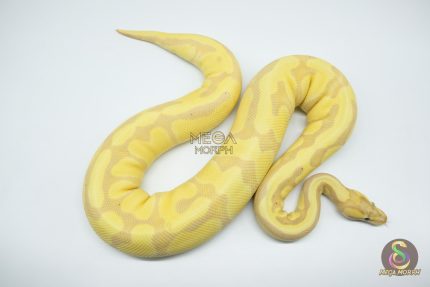 4283 0.1 BANANA ENCHI FIRE ORANGE DREAM OR SUPER ORANGE DREAM