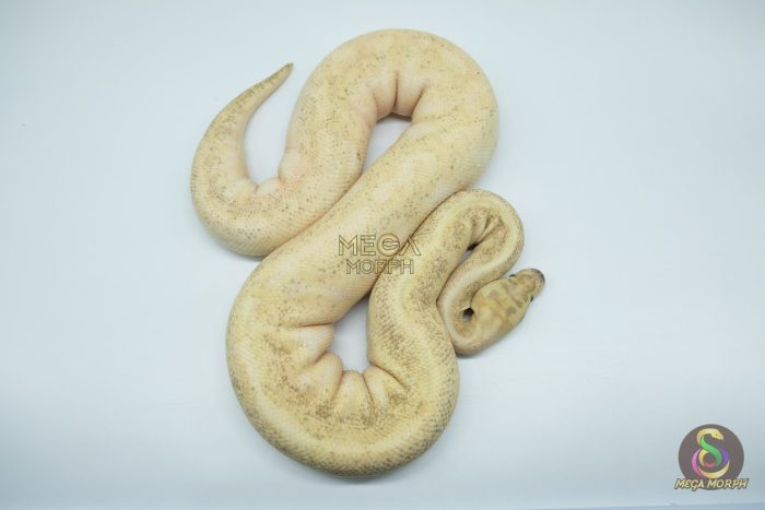 4302 0.1 ENCHI LESSER LEOPARD FIRE SPIDER IVORY - Image 2