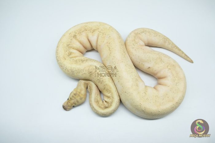4302 0.1 ENCHI LESSER LEOPARD FIRE SPIDER IVORY - Image 3