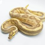 4303 1.0 ENCHI LEOPARD FIRE SUPER STRIPE