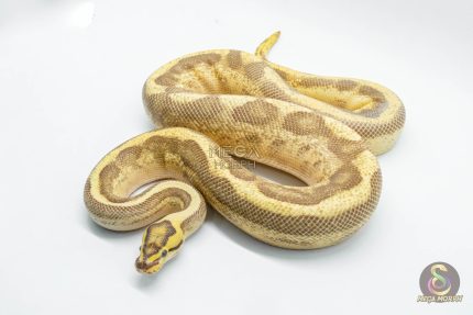 4303 1.0 ENCHI LEOPARD FIRE SUPER STRIPE