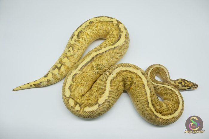 4306 0.1 GHI SPIDER FREEWAY - Image 2