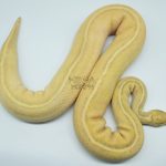 4307 0.1 LESSER FIRE FREEWAY