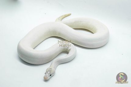 4310 1.0 ENCHI LEOPARD FIRE IVORY
