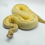 4318 0.1 ENCHI GHI FREEWAY