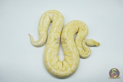 4324 0.1 BANANA BAMBOO BLACK PASTEL YELLOW BELLY