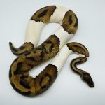 4330 0.1 PIEBALD 50% HET CANDY