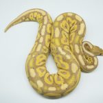 4332 0.1 BANANA CINNAMON HET CLOWN POSSIBLE HONEY