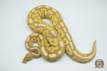4332 0.1 BANANA CINNAMON HET CLOWN POSSIBLE HONEY - Image 3