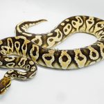 4339 0.1 SUPER ORANGE DREAM FIRE HURRICANE