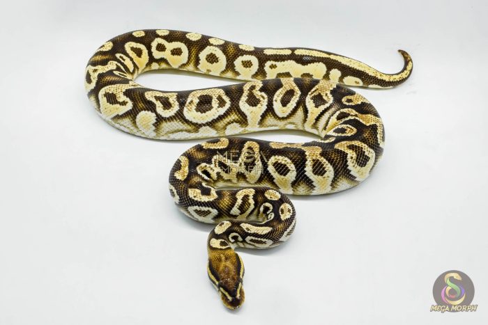 4339 0.1 SUPER ORANGE DREAM FIRE HURRICANE - Image 3