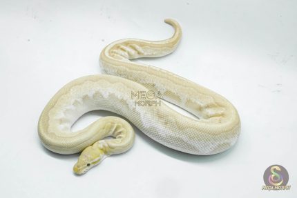 4361 0.1 BAMBOO BANANA BLACK PASTEL YELLOW BELLY