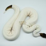 4385 1.0 CINNAMON LEOPARD PIEBALD POSS ORANGE DREAM POSSIBLE FIRE