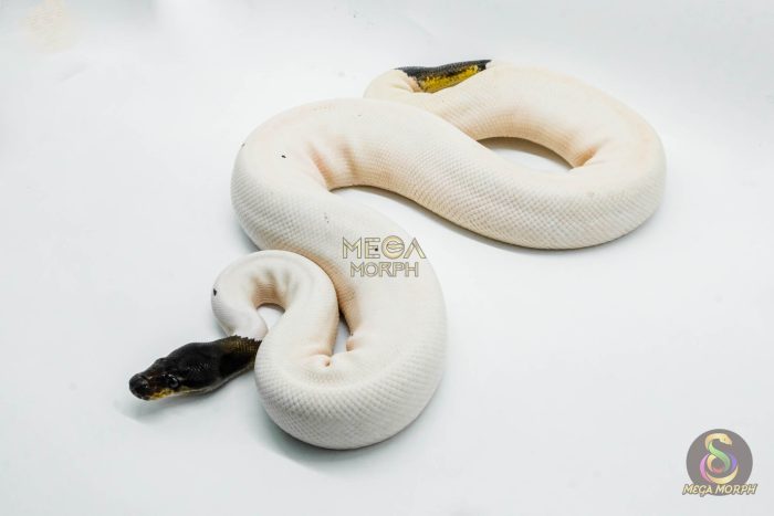 4385 1.0 CINNAMON LEOPARD PIEBALD POSS ORANGE DREAM POSSIBLE FIRE - Image 2