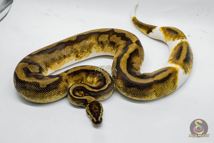 4418 1.0 ENCHI PIEBALD - Image 2