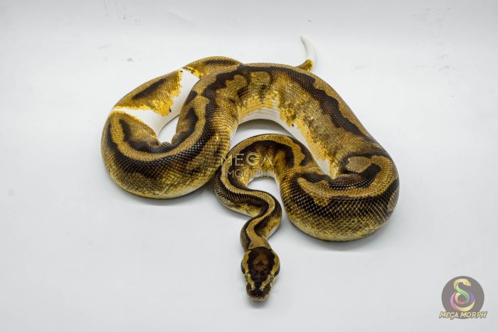 4418 1.0 ENCHI PIEBALD - Image 3